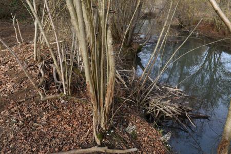 Gnezdilnice Radulja 12 Bober